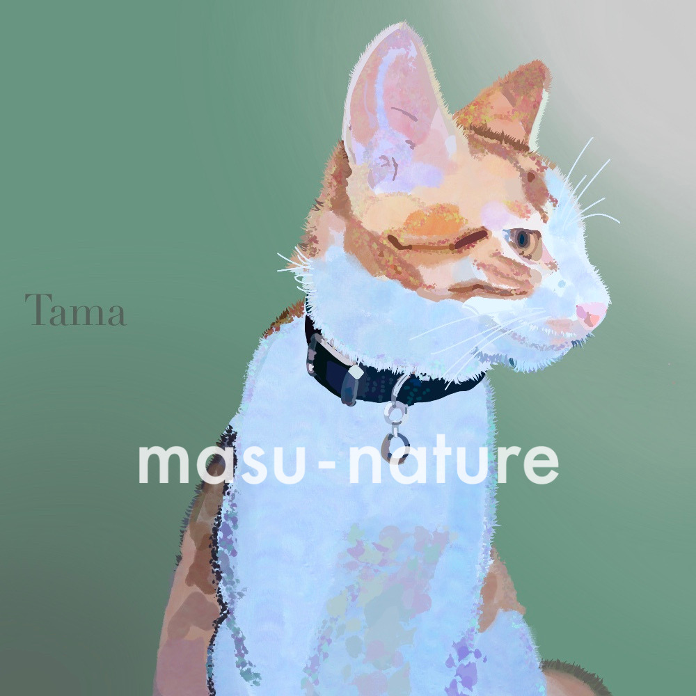 デジタルペットアート tama タマちゃん masu-nature digital illustration 実績紹介 猫 cat