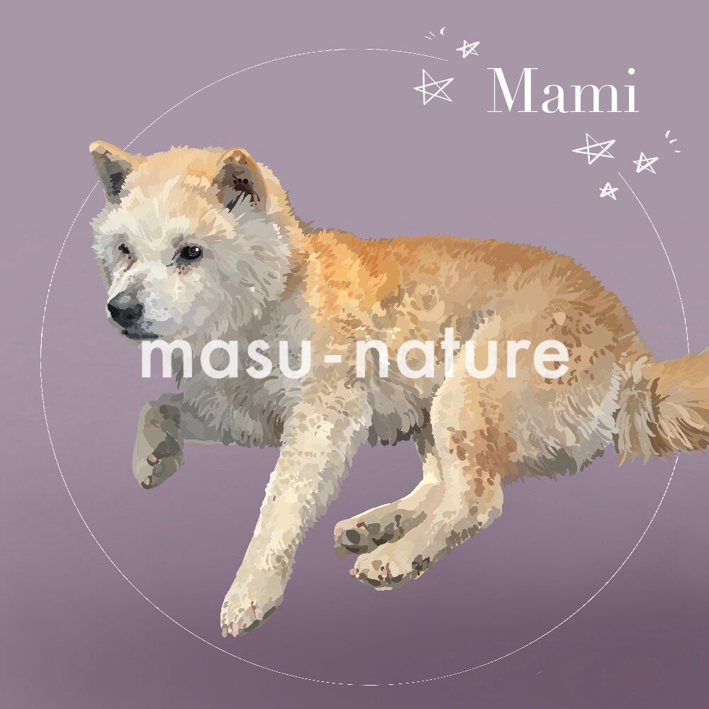 デジタルペットイラスト　マミちゃん　柴犬 masu-nature digital pet illustration 実績紹介